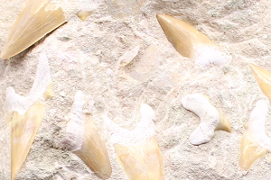 Fossili grezzi