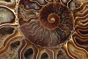 Fossili lucidati