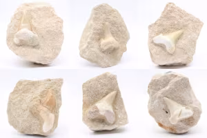 Dente fossile