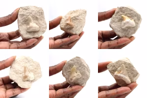Dente fossile