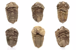 Ortocera