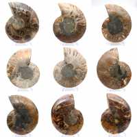 Ammonite levigata: geometria marina del Madagascar