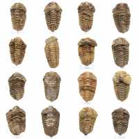 Trilobite Fossile Marocco