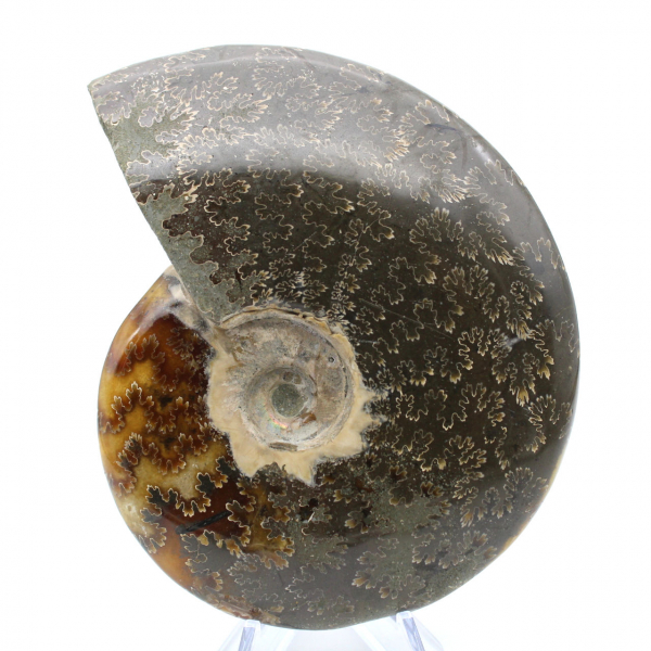 Ammonite segata intera lucidata