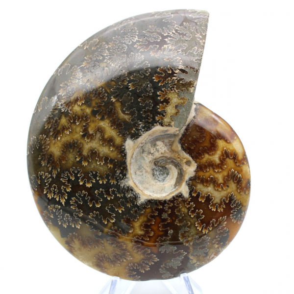 Ammonite segata intera lucidata