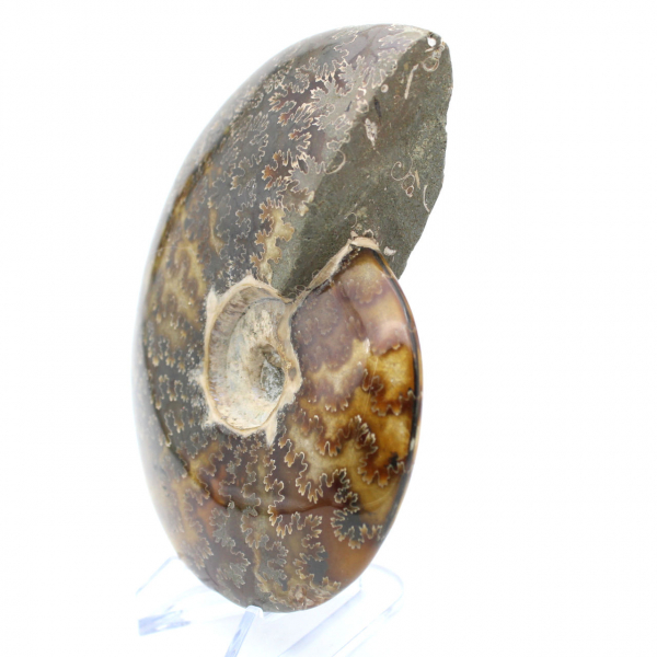 Ammonite segata intera lucidata