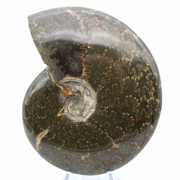 Ammonite fossilizzata intera lucidata