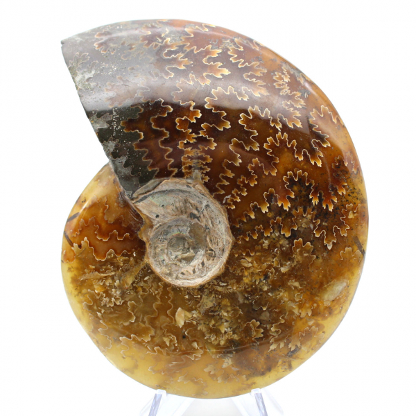 Ammonite intera