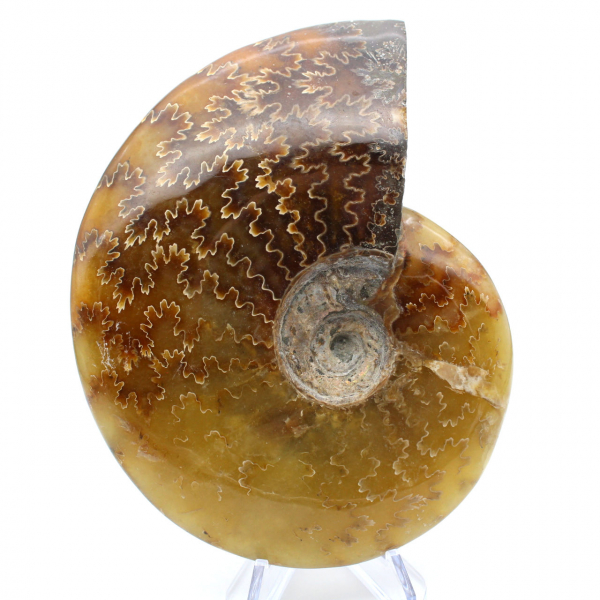 Ammonite intera