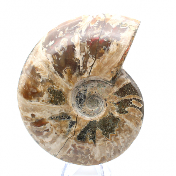 Ammonite fossilizzata intera