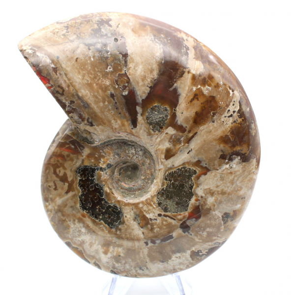 Ammonite intera naturale fossile