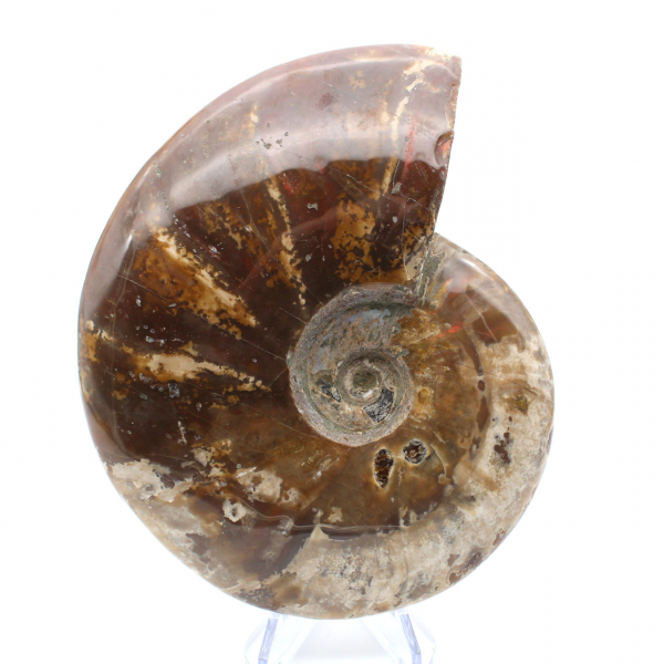 Ammonite intera naturale fossile