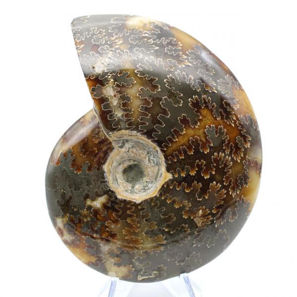 Ammonite intera lucidata