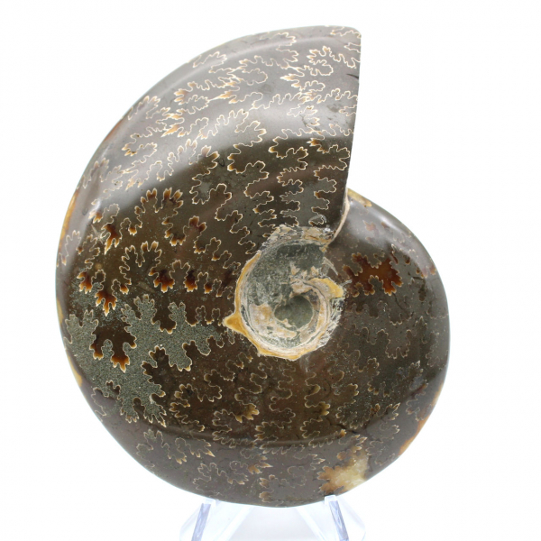 Ammonite intera lucidata