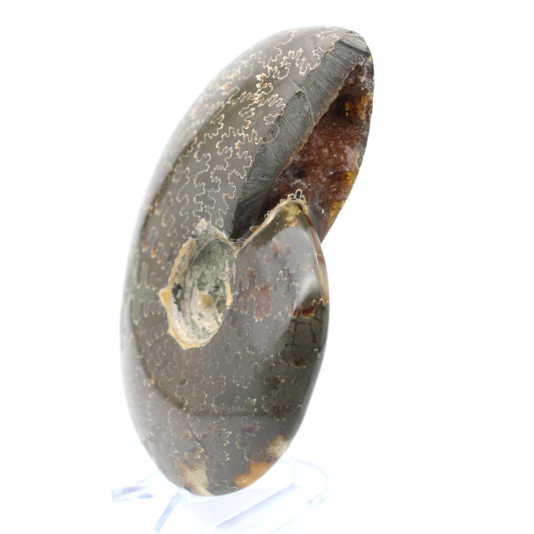 Ammonite intera lucidata