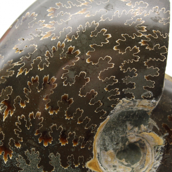 Ammonite intera lucidata