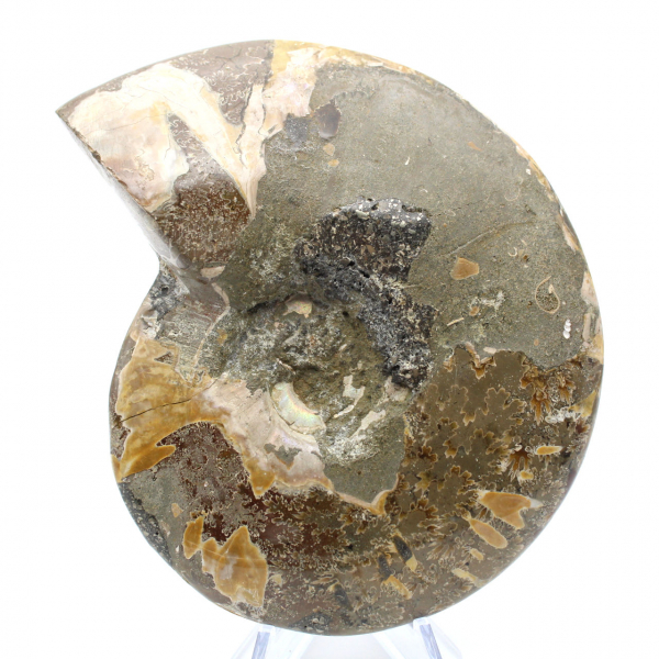 Ammonite intera lucidata del Madagascar