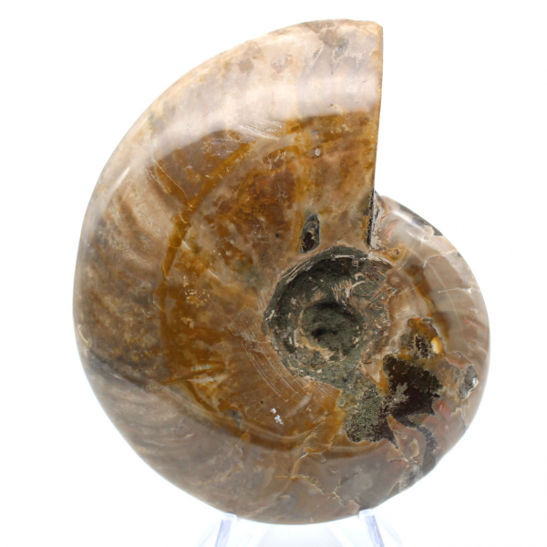 Ammonite fossile intera lucidata del Madagascar