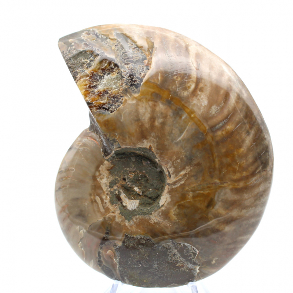 Ammonite fossile intera lucidata del Madagascar