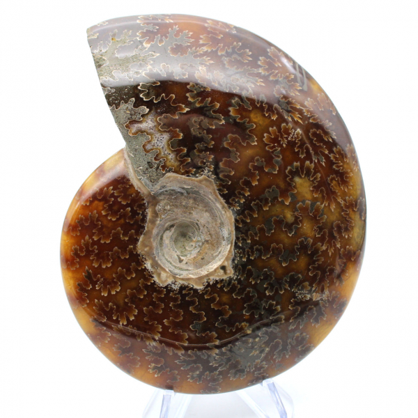 Ammonite fossilizzata lucida