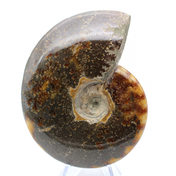 Ammonite fossilizzata lucida