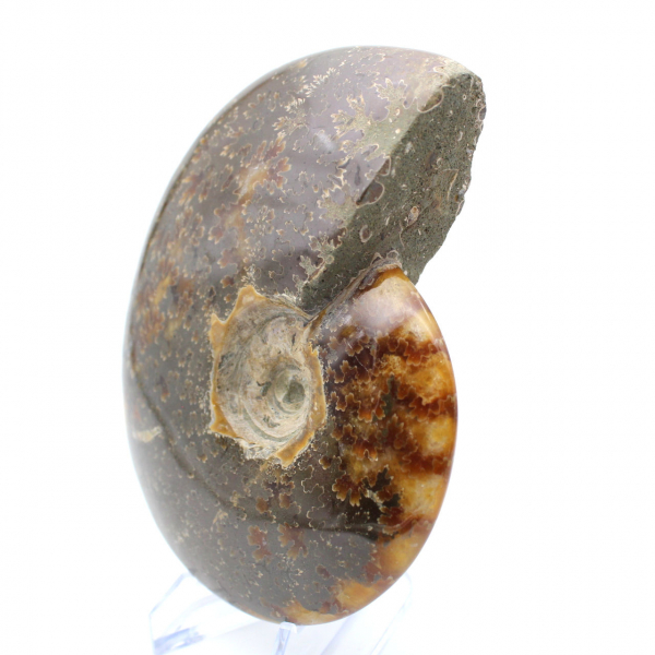 Ammonite fossilizzata lucida