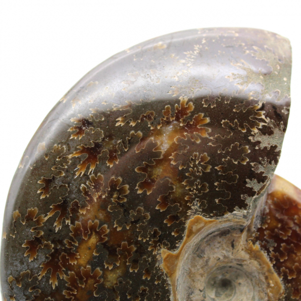 Ammonite fossilizzata lucida