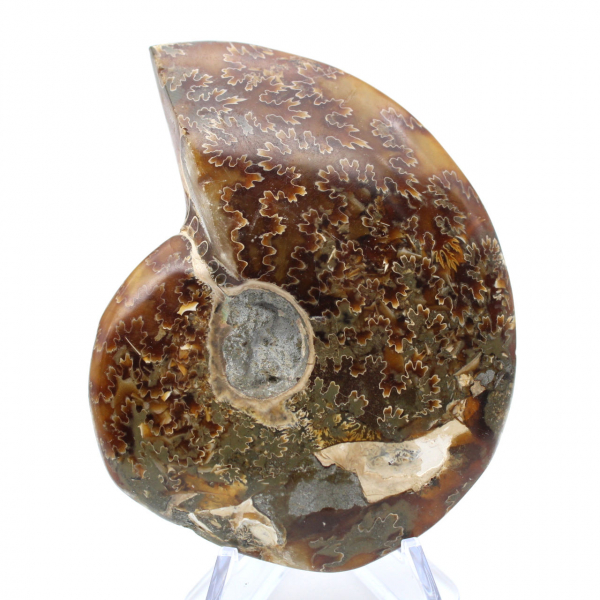 Ammonite segata intera lucidata