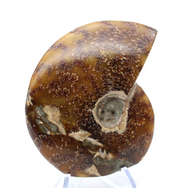 Ammonite segata intera lucidata