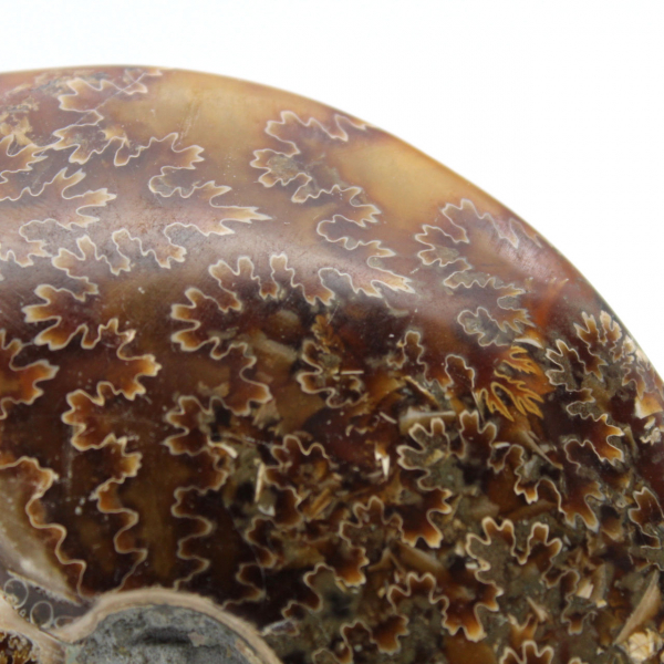 Ammonite segata intera lucidata