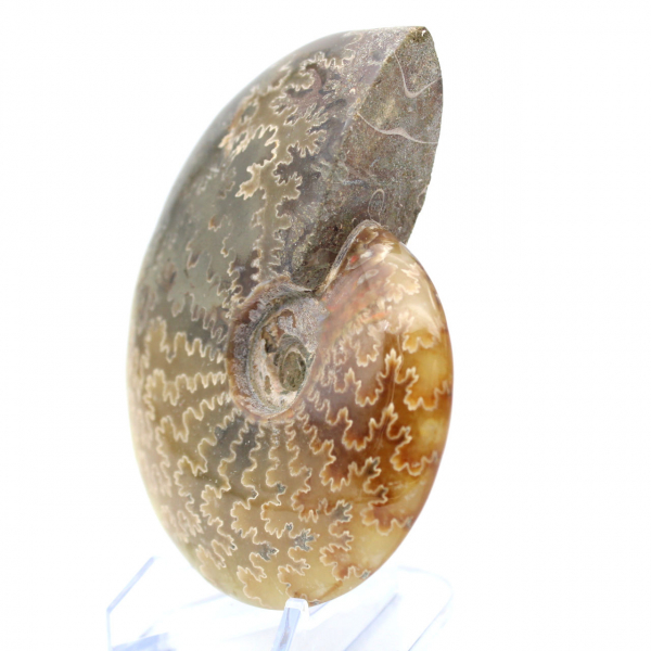 Ammonite intera