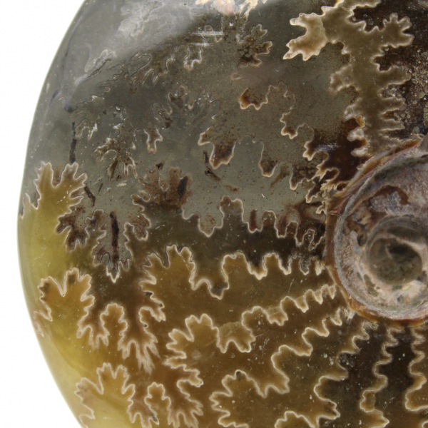 Ammonite intera