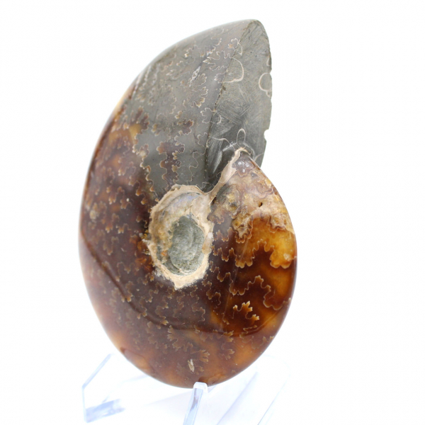 Ammonite fossile intera del Madagascar