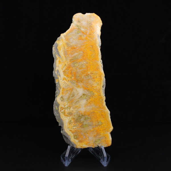 Fetta di diaspro a forma di calabrone - Qualità da collezione