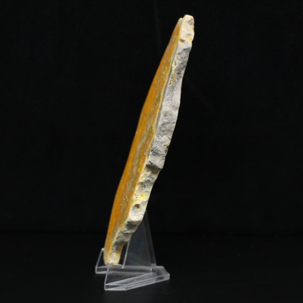 Jasper calabrone indonesiano: un pezzo da esposizione