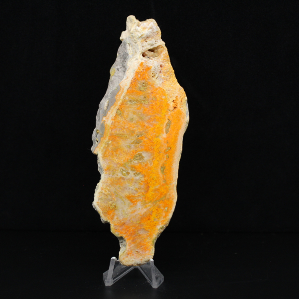 Jasper calabrone indonesiano: un pezzo da esposizione