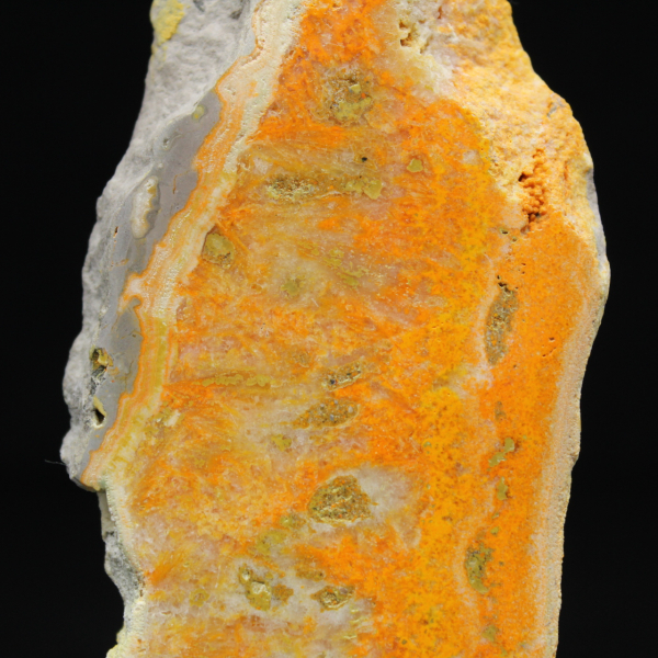 Jasper calabrone indonesiano: un pezzo da esposizione