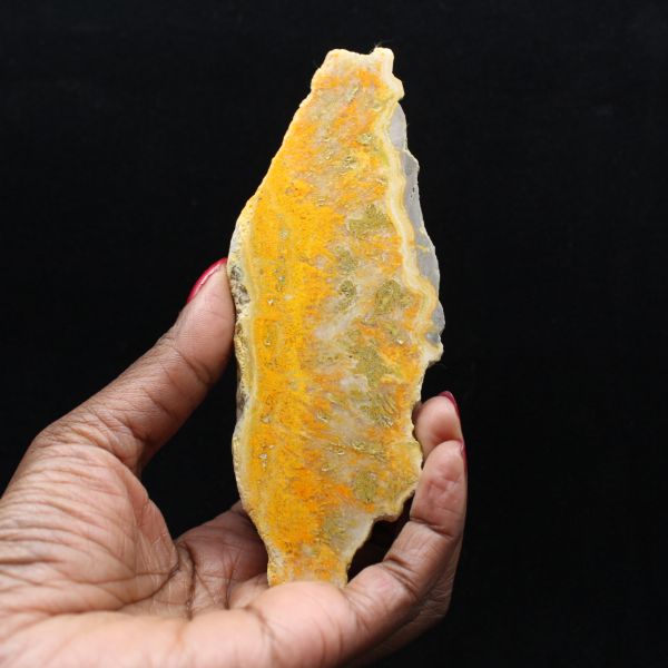 Jasper calabrone indonesiano: un pezzo da esposizione