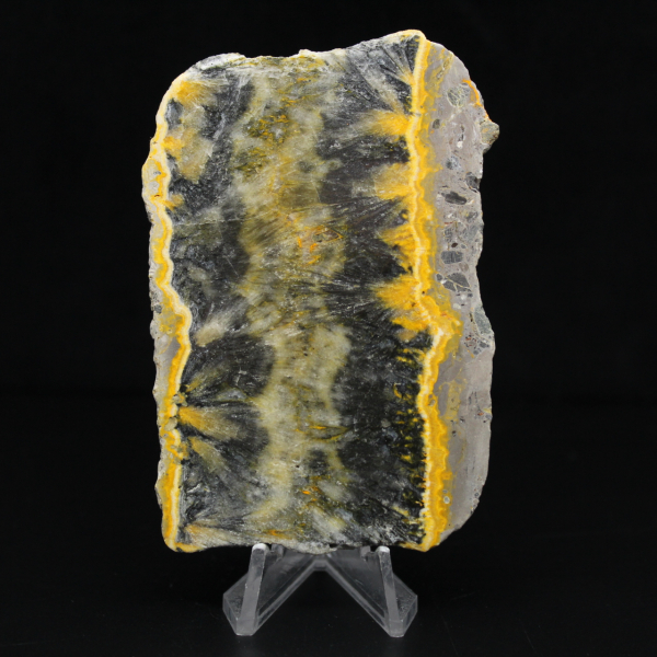 Piccolo esemplare affettato di Jasper Bumblebee