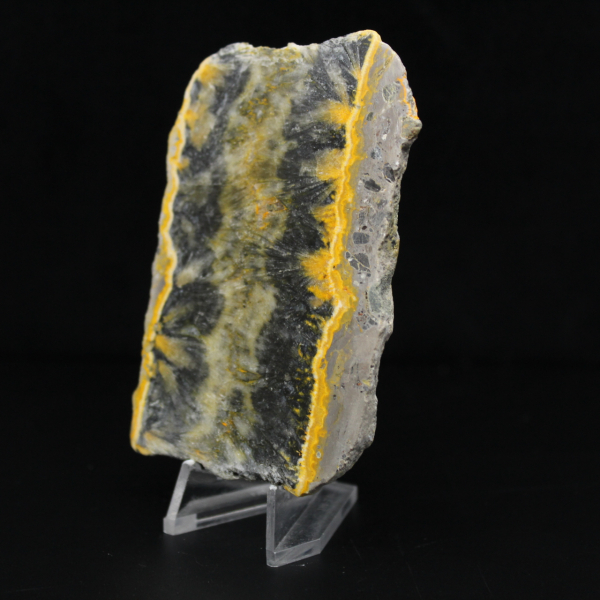 Piccolo esemplare affettato di Jasper Bumblebee