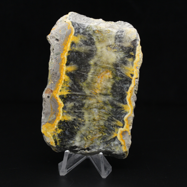 Piccolo esemplare affettato di Jasper Bumblebee