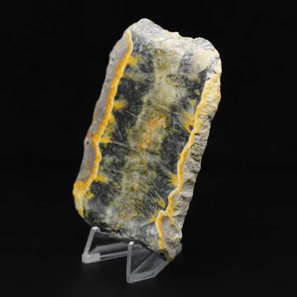 Piccolo esemplare affettato di Jasper Bumblebee