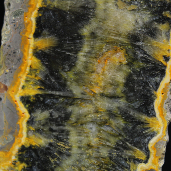 Piccolo esemplare affettato di Jasper Bumblebee