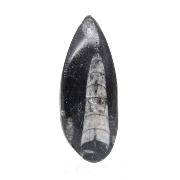 Orthoceras fossile