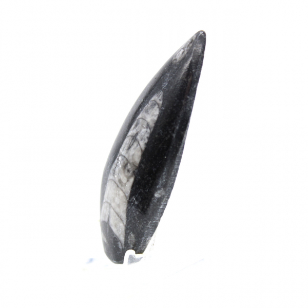 Orthoceras fossile