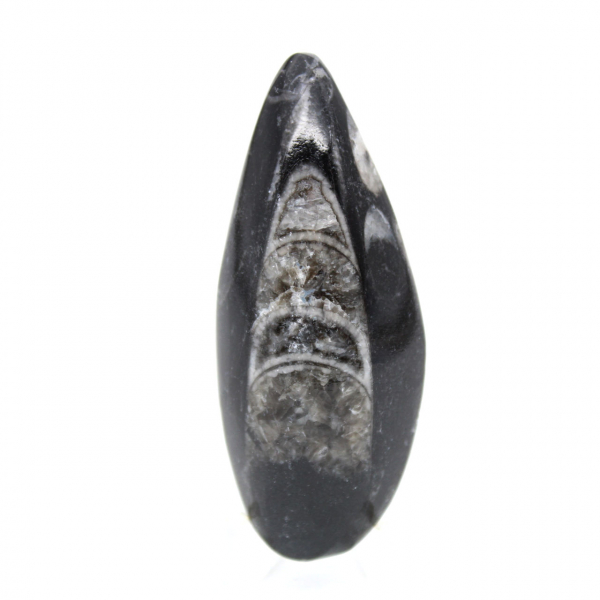 Orthoceras fossile dal Marocco