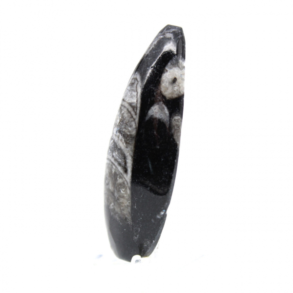 Orthoceras fossile dal Marocco