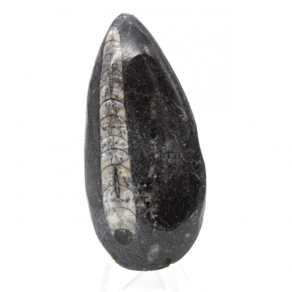 Orthoceras fossile