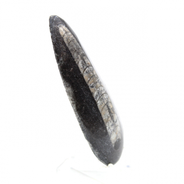Orthoceras fossile