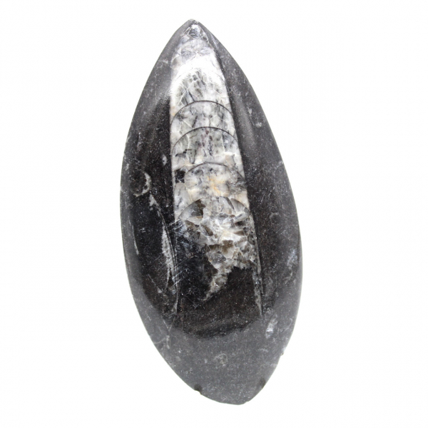 Orthoceras fossile dal Marocco